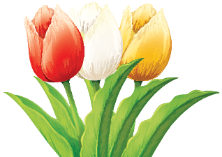 Tulip Singles - a venue for reformed singles to meet, fall in love, and marry.